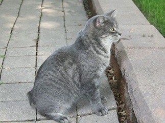 chat manx